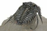 Spiny Leonaspis Trilobite - Amazing Flying Preparation #241435-3
